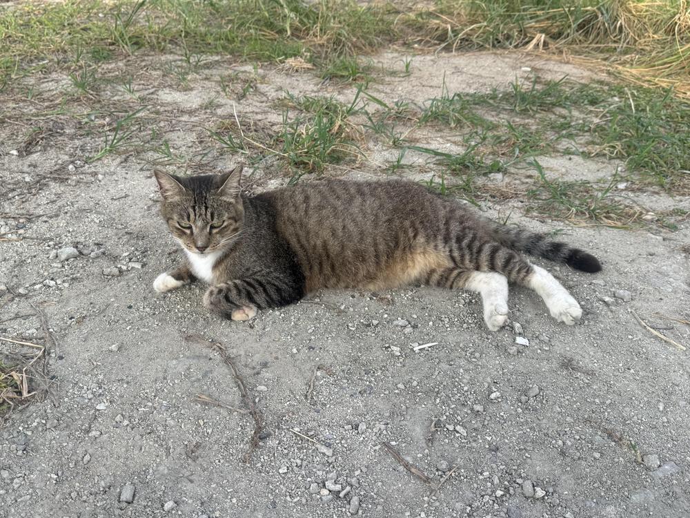 石垣市街から南ぬ浜往復の写真3