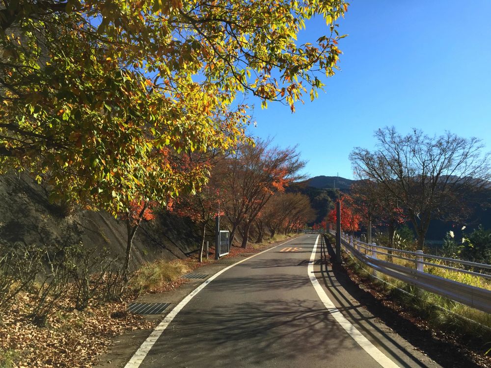 紅葉を楽しむ丹沢湖周回コースの写真4