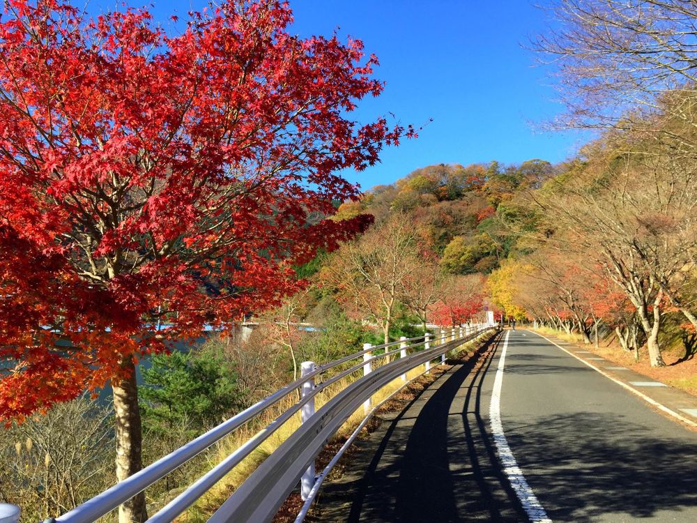 紅葉を楽しむ丹沢湖周回コースの写真6