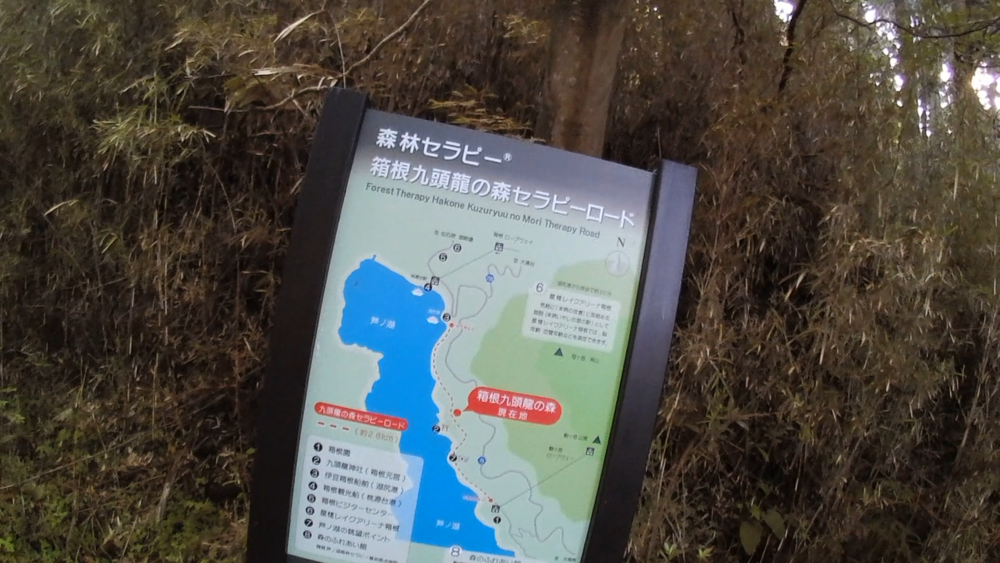 箱根九頭竜の森セラピーロードと桃源台から姥子駅の自然探求路を巡るの写真3