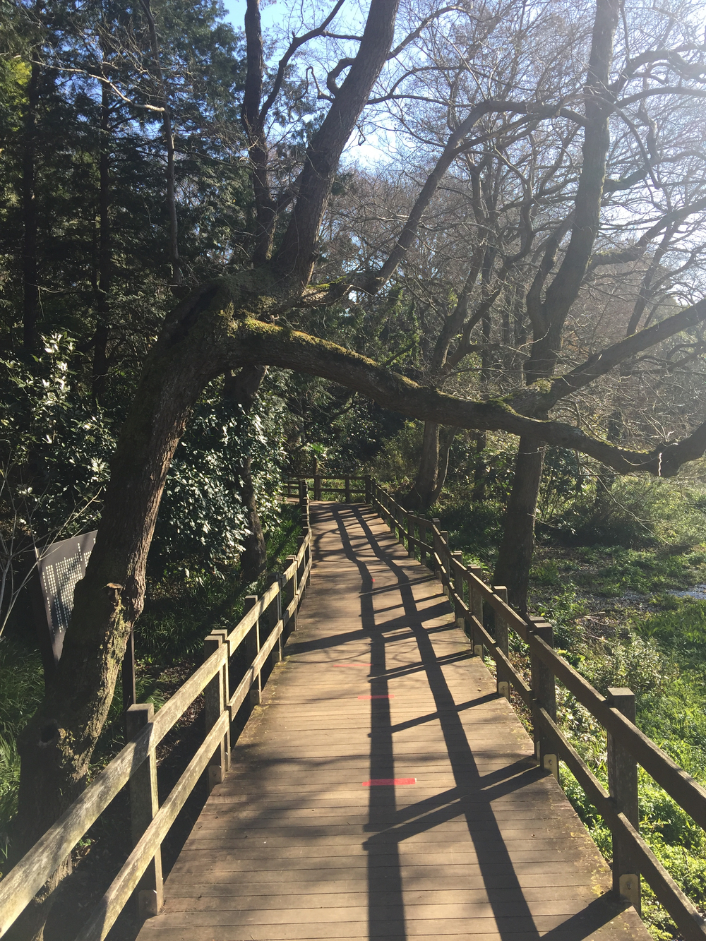 GeoRun(三島市・清水町)の写真7