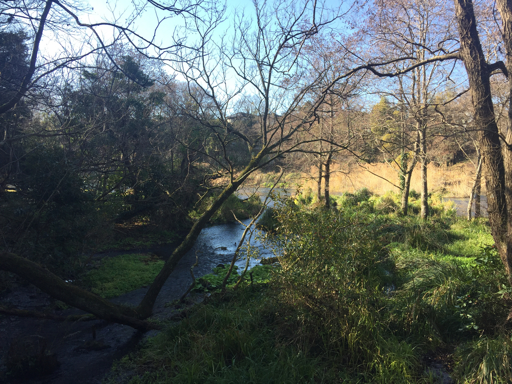 GeoRun(三島市・清水町)の写真8