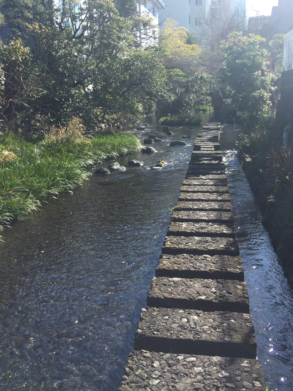 GeoRun(三島市・清水町)の写真17