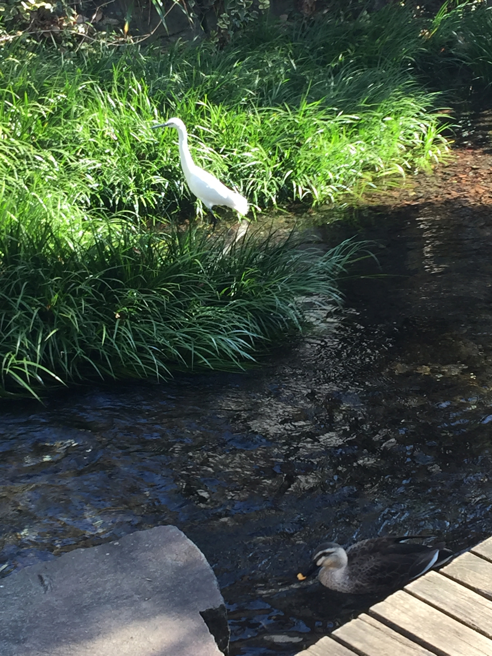 GeoRun(三島市・清水町)の写真18