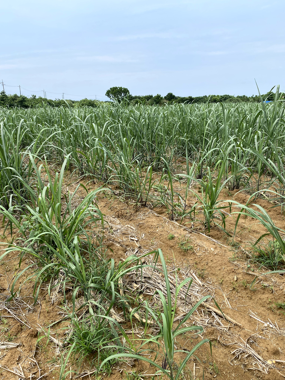 暑さに負けずに石垣島🏝️25キロランの写真3