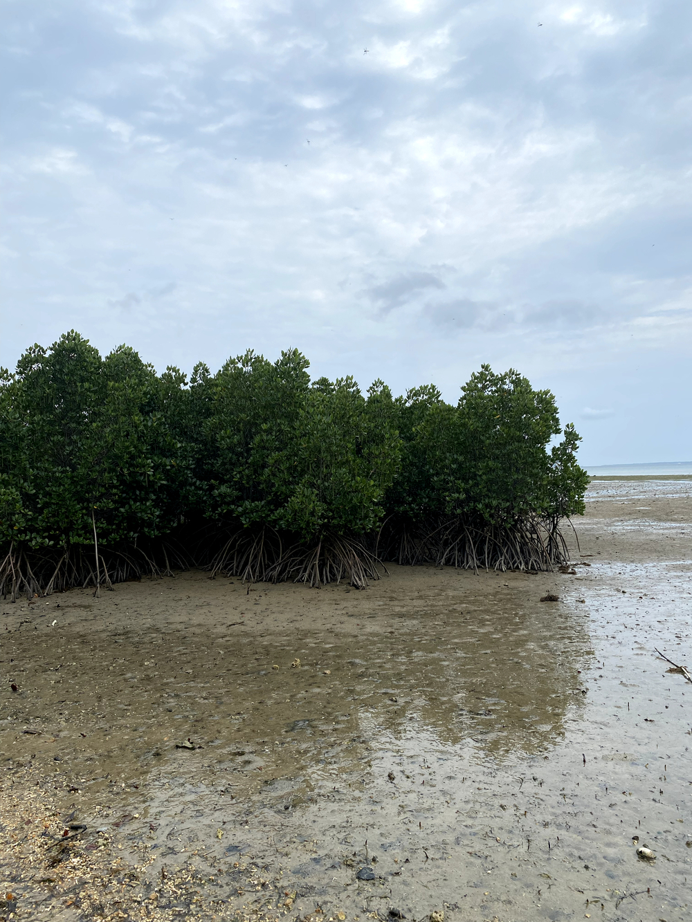 暑さに負けずに石垣島🏝️25キロランの写真7