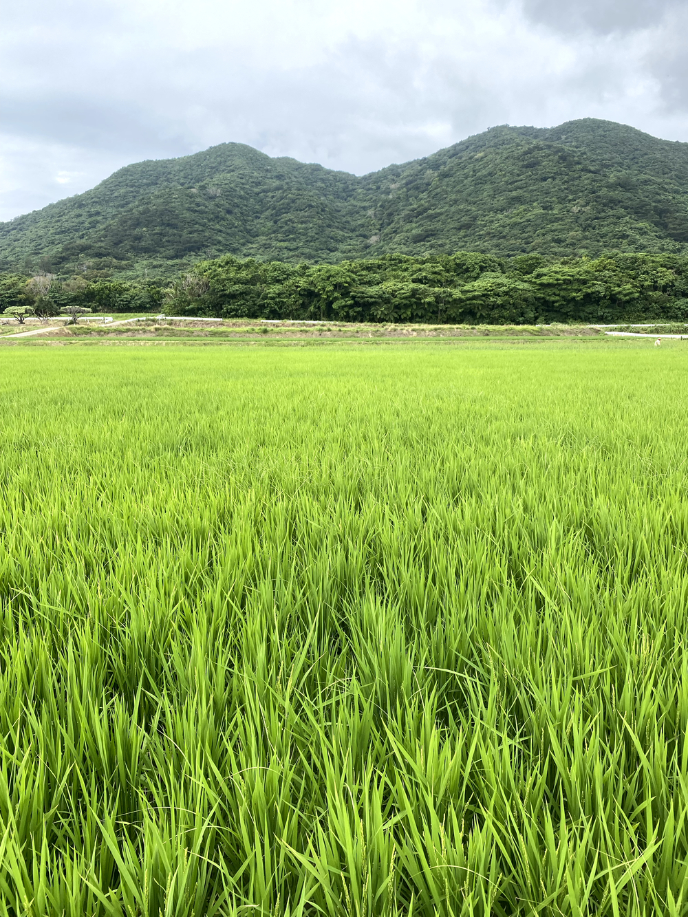 暑さに負けずに石垣島🏝️25キロランの写真9