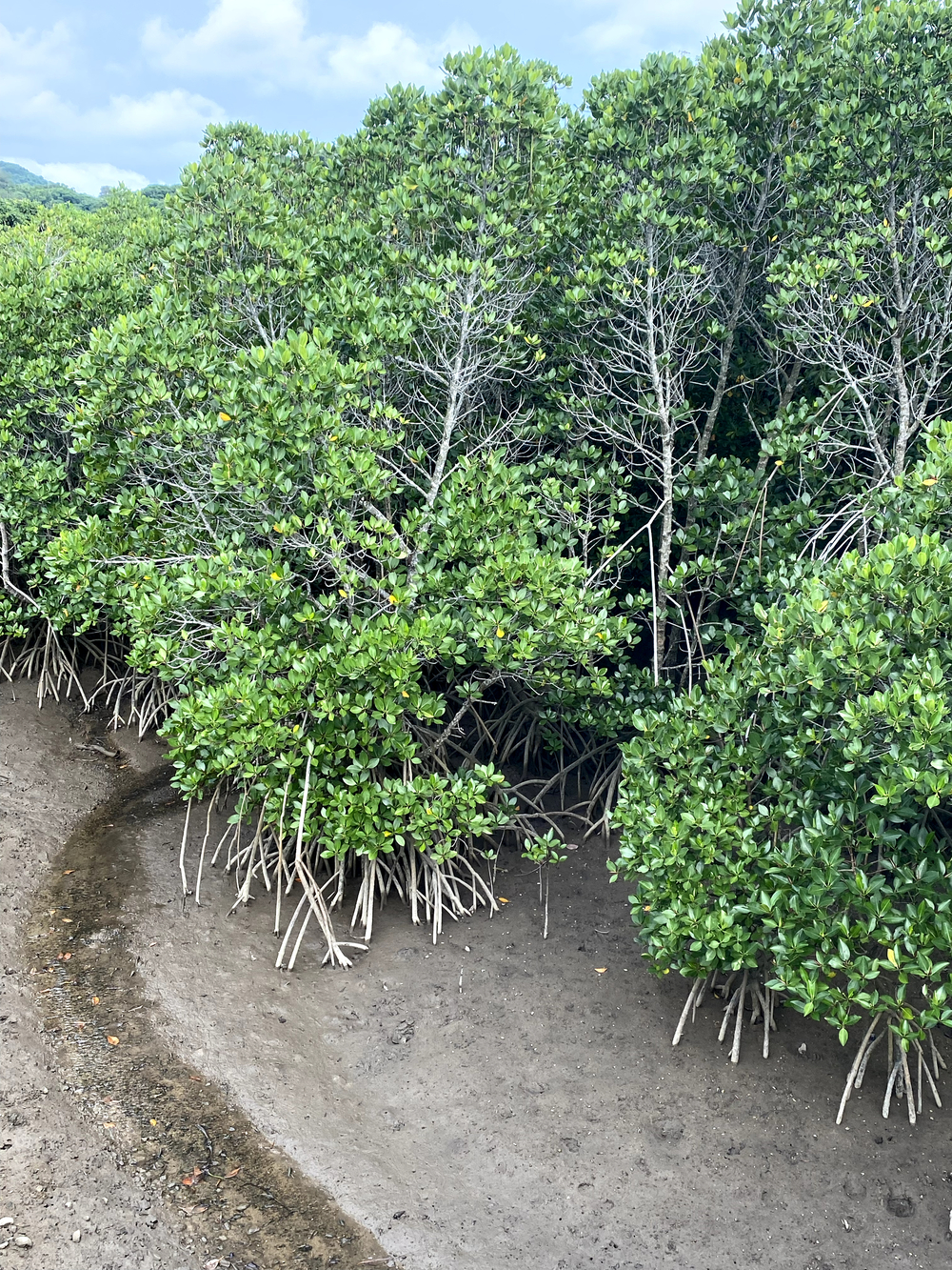 暑さに負けずに石垣島🏝️25キロランの写真10