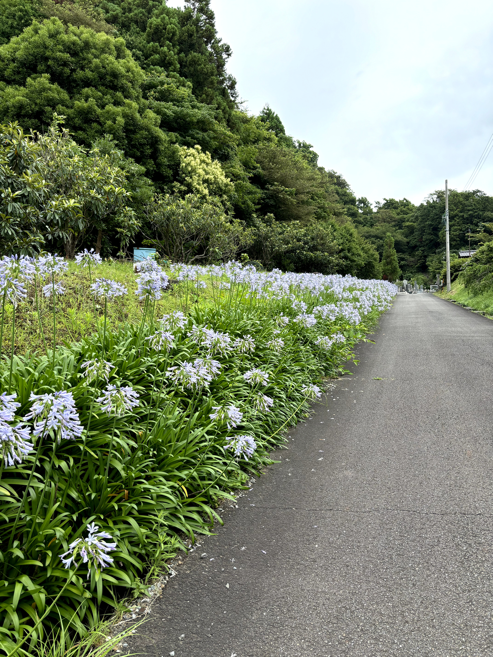 歌川広重と共にRUN 薩埵峠の写真4