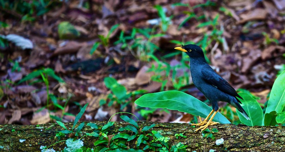 マウントフェーバーからヘンダーソンウェーブへの写真8