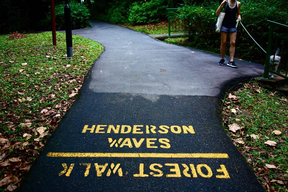 マウントフェーバーからヘンダーソンウェーブへの写真9