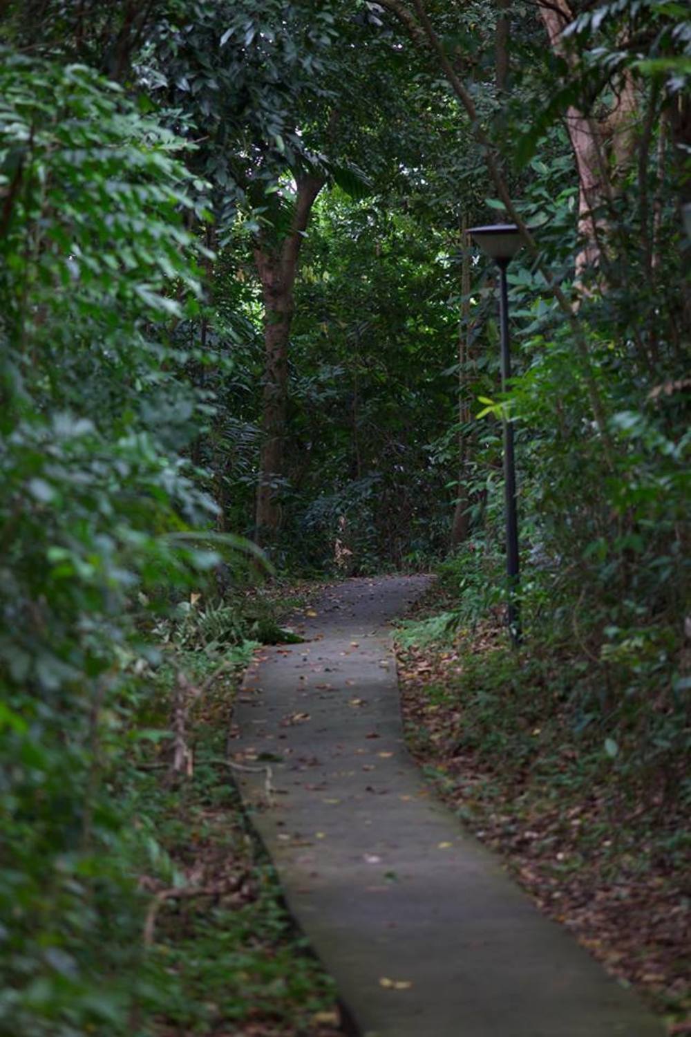 マウントフェーバーからヘンダーソンウェーブへの写真11