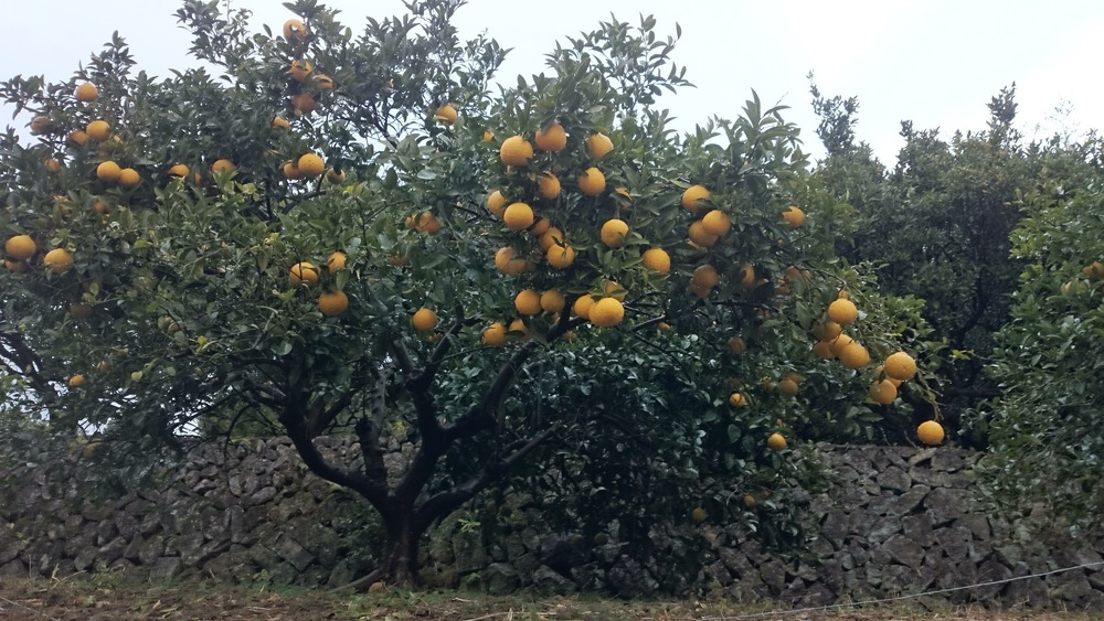 冬の熊野古道　その３（中辺路を行く　那智大社から速玉大社）の写真6