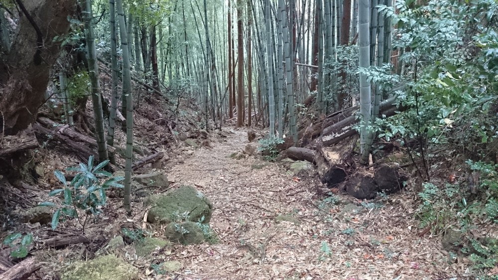 冬の熊野古道　その３（中辺路を行く　那智大社から速玉大社）の写真7