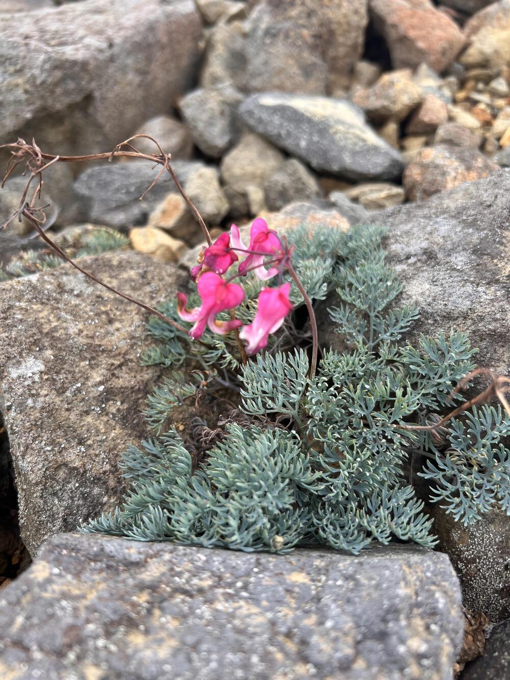 スパトレイル♨️万座温泉〜草津温泉♨️の写真3