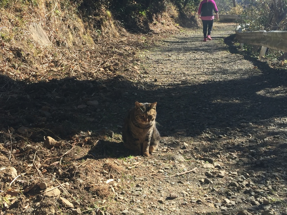 GeoRun(沼津市)の写真10