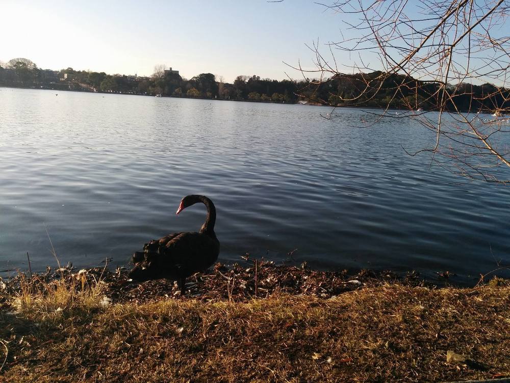 いとをかし。水戸・千波湖・偕楽園の写真4