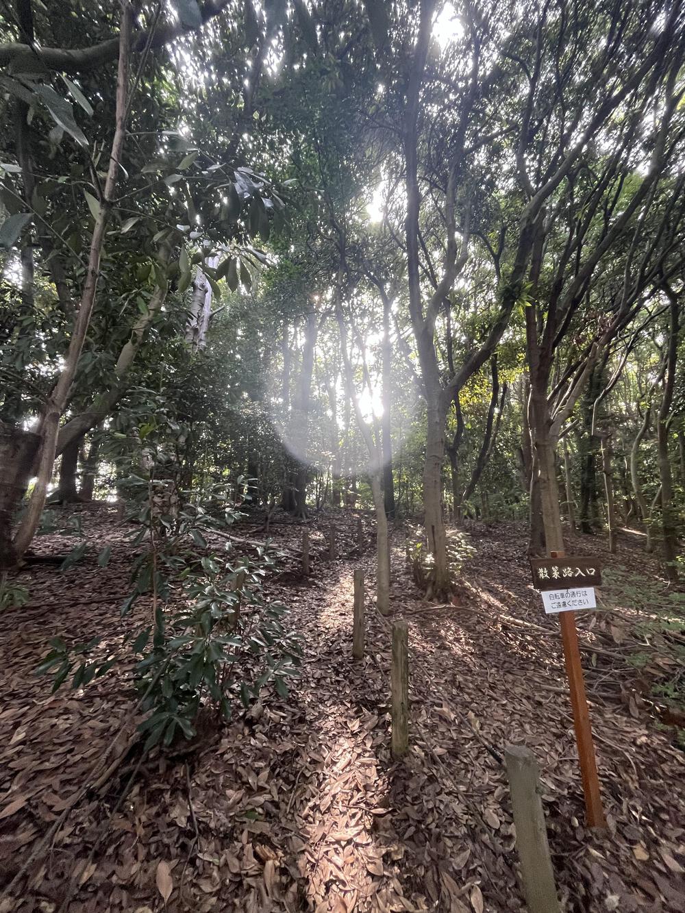 大井埠頭中央海浜公園　ほぼ日陰で程良いトレイルコースの写真4