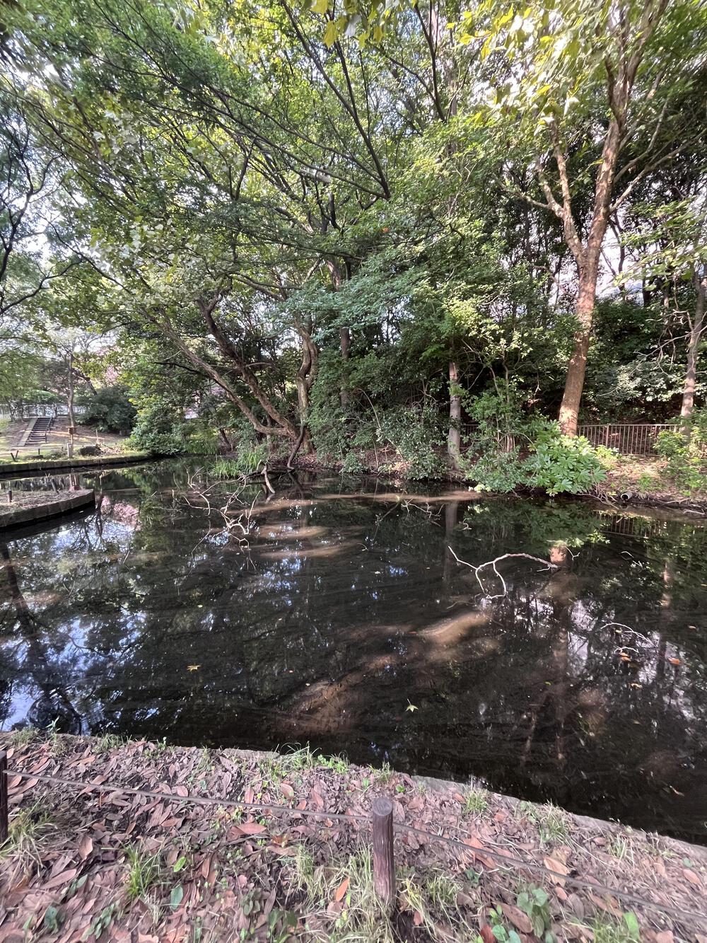 大井埠頭中央海浜公園　ほぼ日陰で程良いトレイルコースの写真7