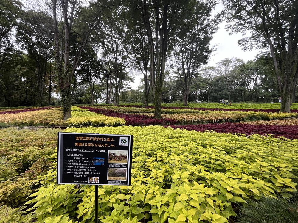 さすが国営！武蔵丘陵森林公園 10kmマラソンコースの写真4