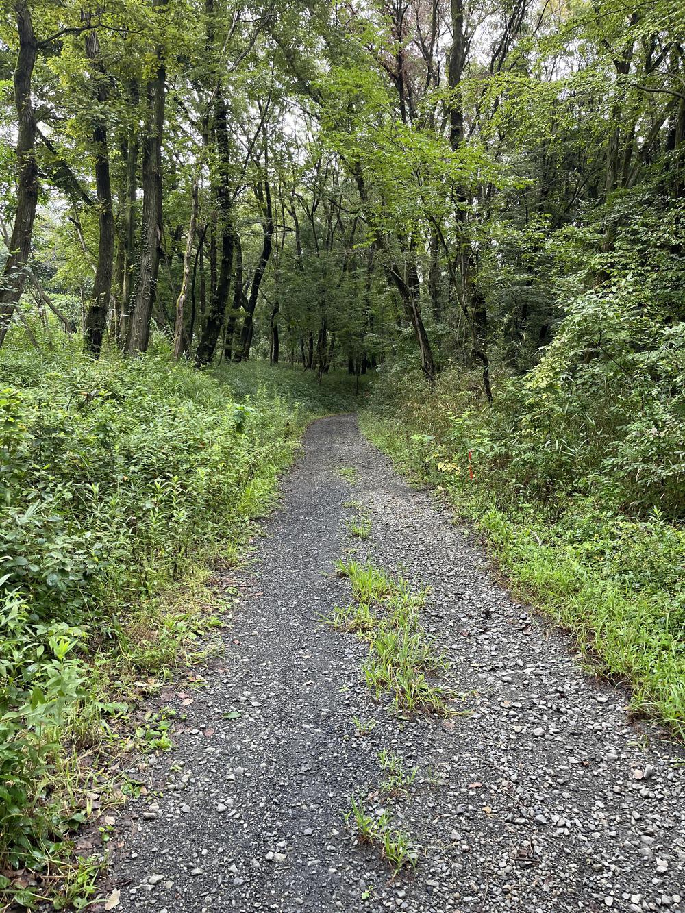 さすが国営！武蔵丘陵森林公園 10kmマラソンコース | ラントリップ