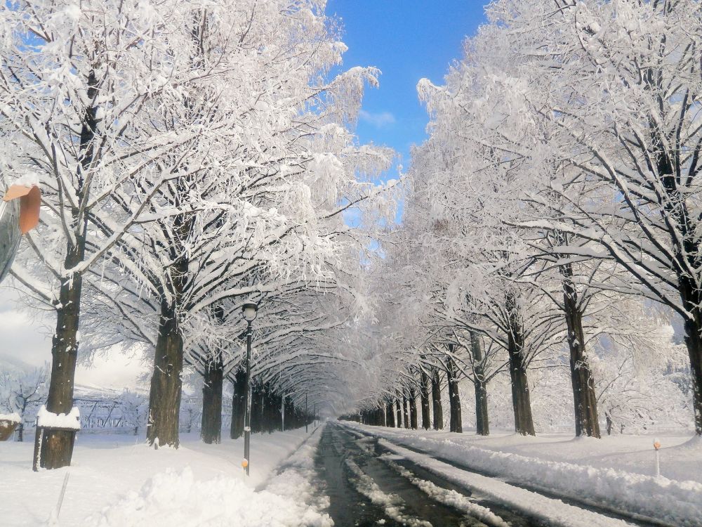 パワースポット・マキノ・メタセコイア並木の写真3