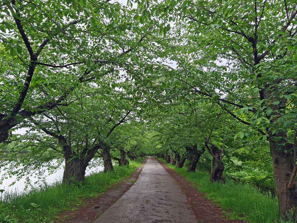【青森県】弘前公園〜弘前城の写真4