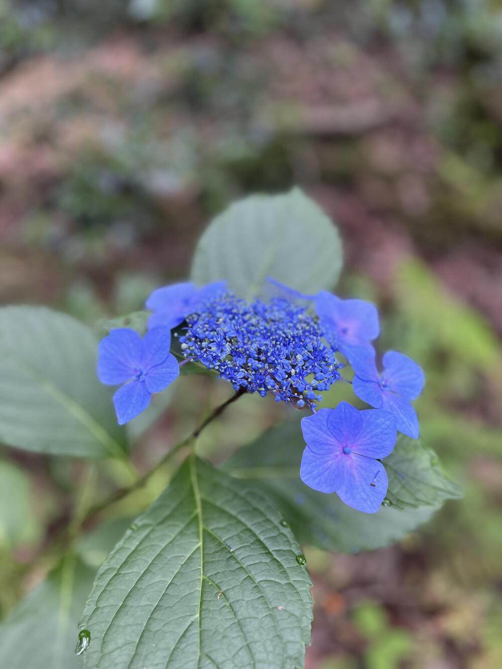 夏の山トレ　Around中山観音の写真3
