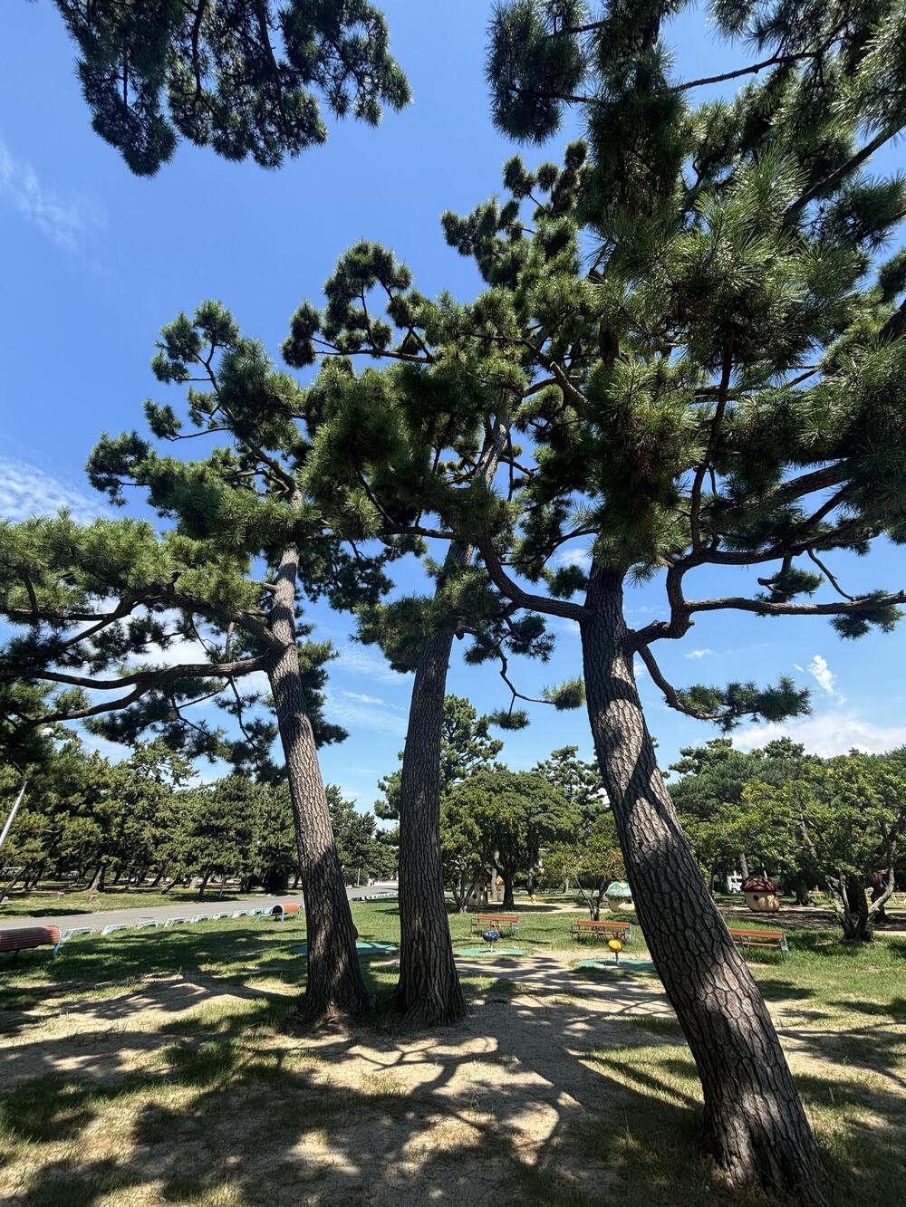 歌川広重と共にRUN高石の写真3