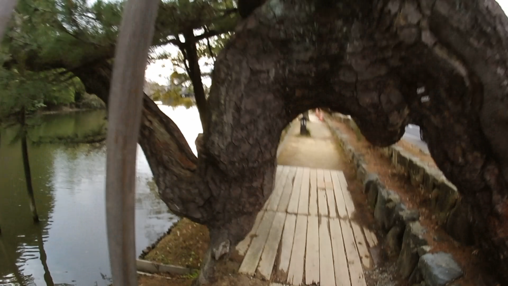 神々のふる里山陰島根県、宍道湖と松江城を巡るランニングコースの写真5
