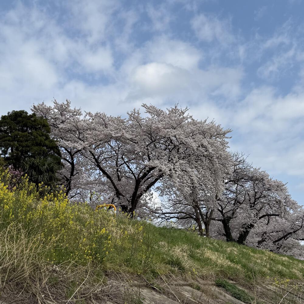 【福島駅西口発】お花見のんびり阿武隈川ジョグの写真5