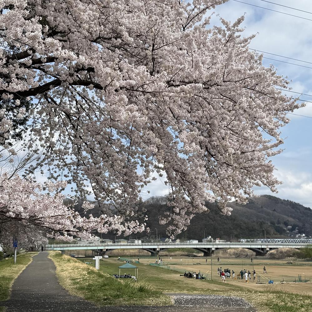 【福島駅西口発】お花見のんびり阿武隈川ジョグの写真6