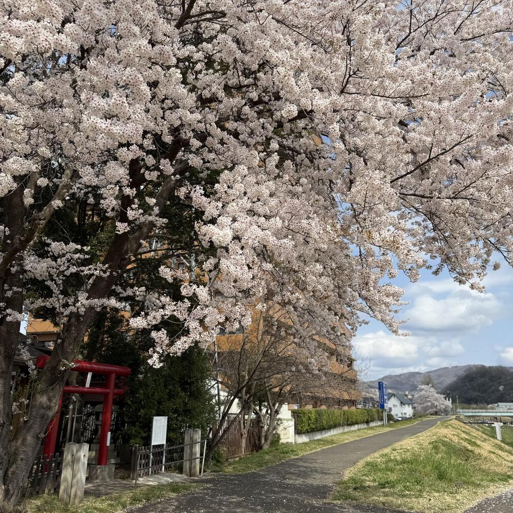 【福島駅西口発】お花見のんびり阿武隈川ジョグの写真7