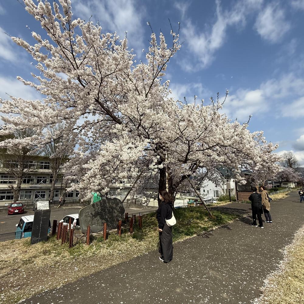 【福島駅西口発】お花見のんびり阿武隈川ジョグの写真8