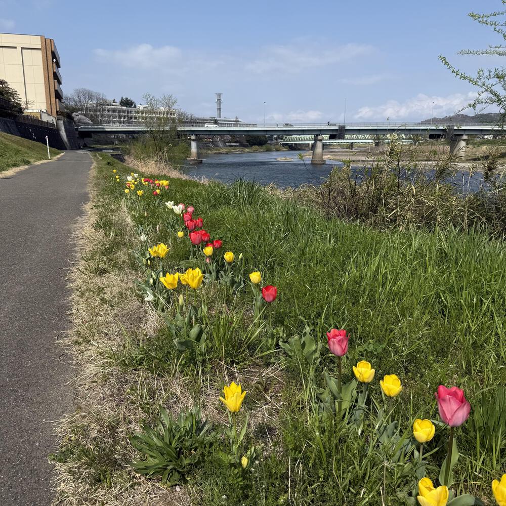 【福島駅西口発】お花見のんびり阿武隈川ジョグの写真11
