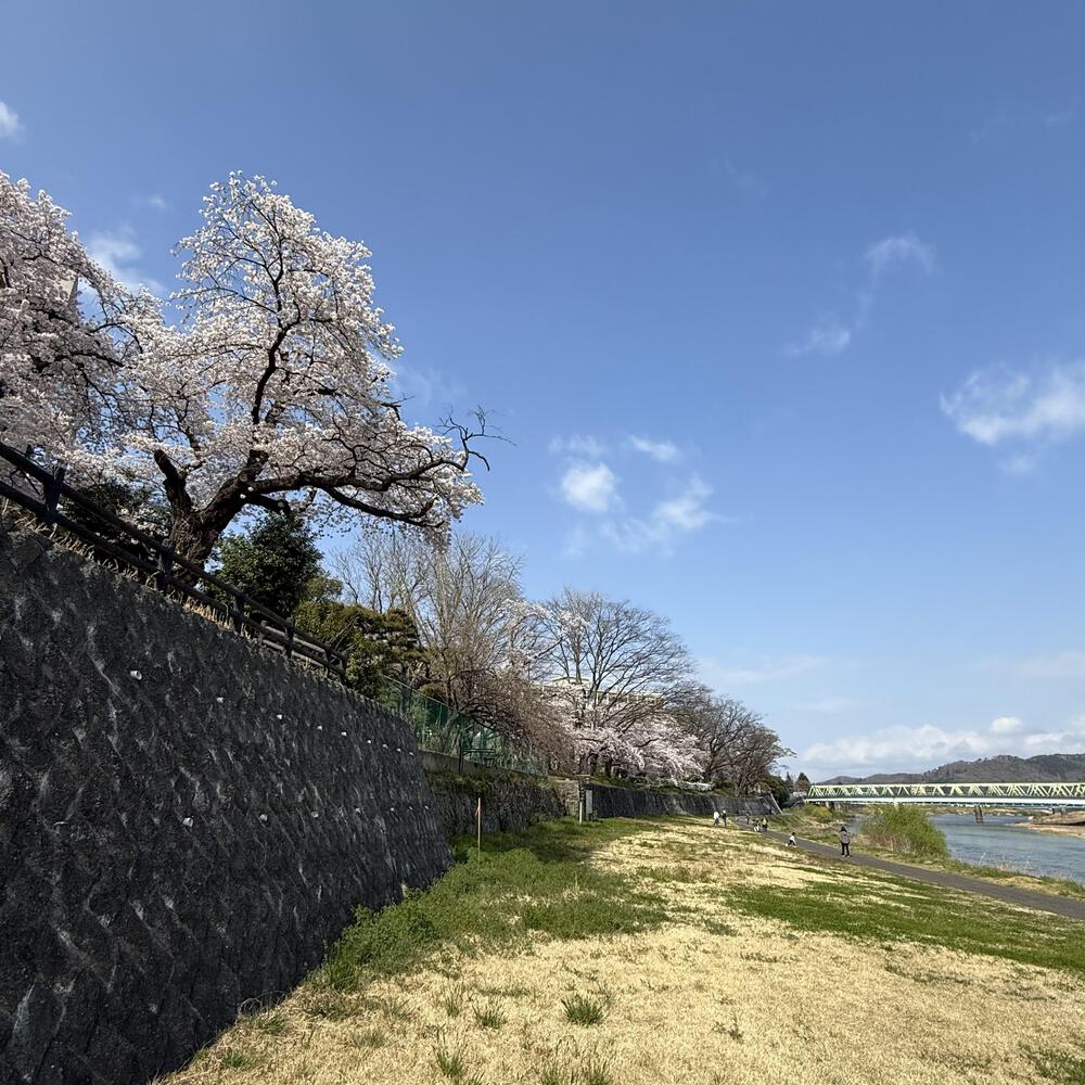 【福島駅西口発】お花見のんびり阿武隈川ジョグの写真13
