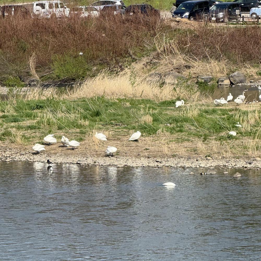 【福島駅西口発】お花見のんびり阿武隈川ジョグの写真18