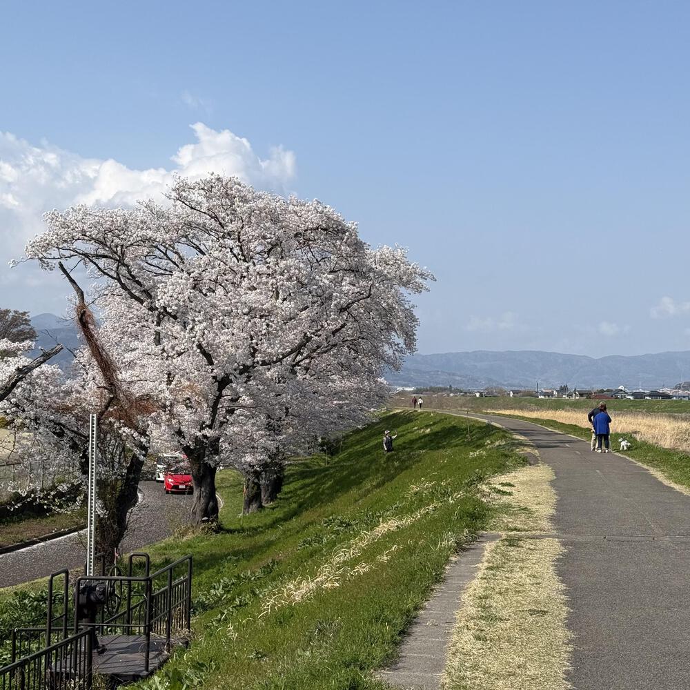 【福島駅西口発】お花見のんびり阿武隈川ジョグの写真19