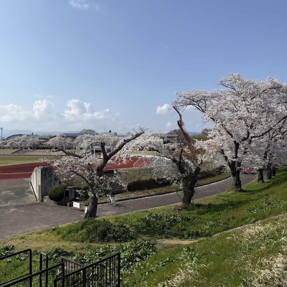 【福島駅西口発】お花見のんびり阿武隈川ジョグの写真20