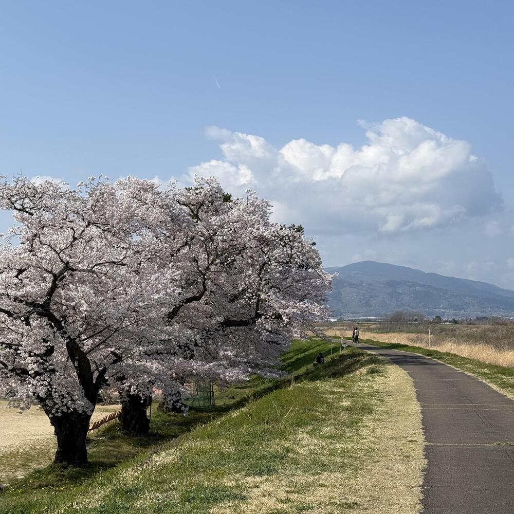 【福島駅西口発】お花見のんびり阿武隈川ジョグの写真21
