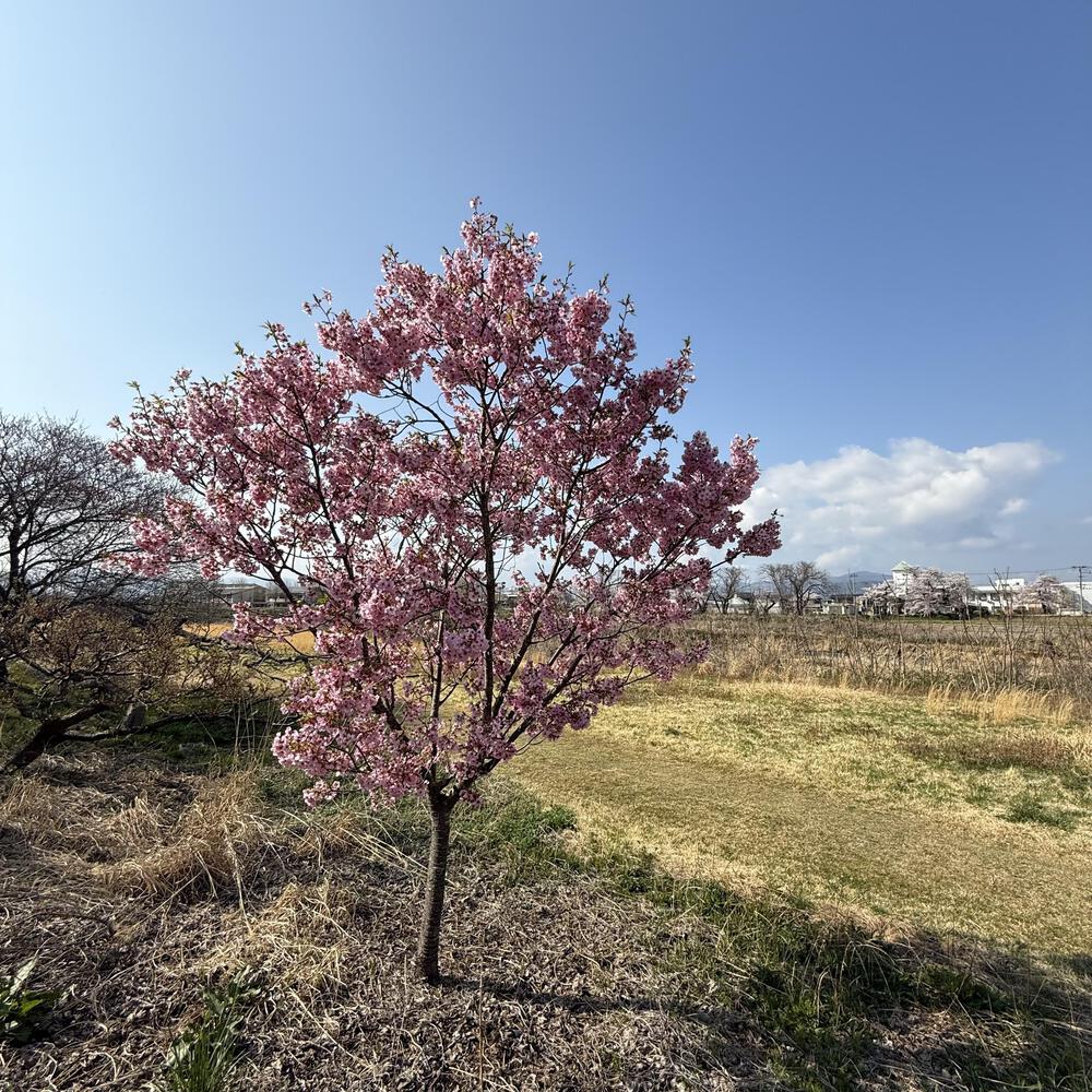 【福島駅西口発】お花見のんびり阿武隈川ジョグの写真24