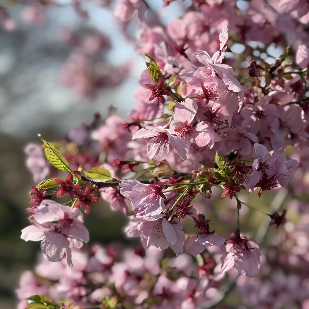 【福島駅西口発】お花見のんびり阿武隈川ジョグの写真25
