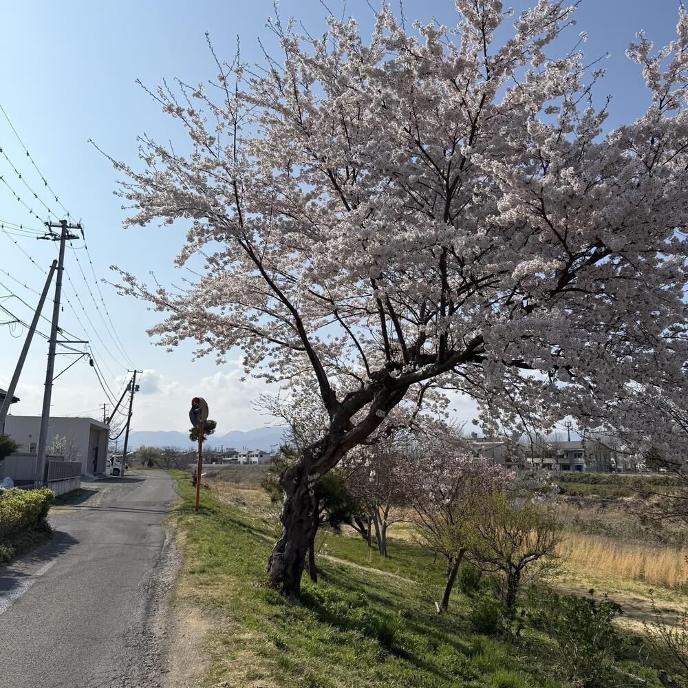 【福島駅西口発】お花見のんびり阿武隈川ジョグの写真26