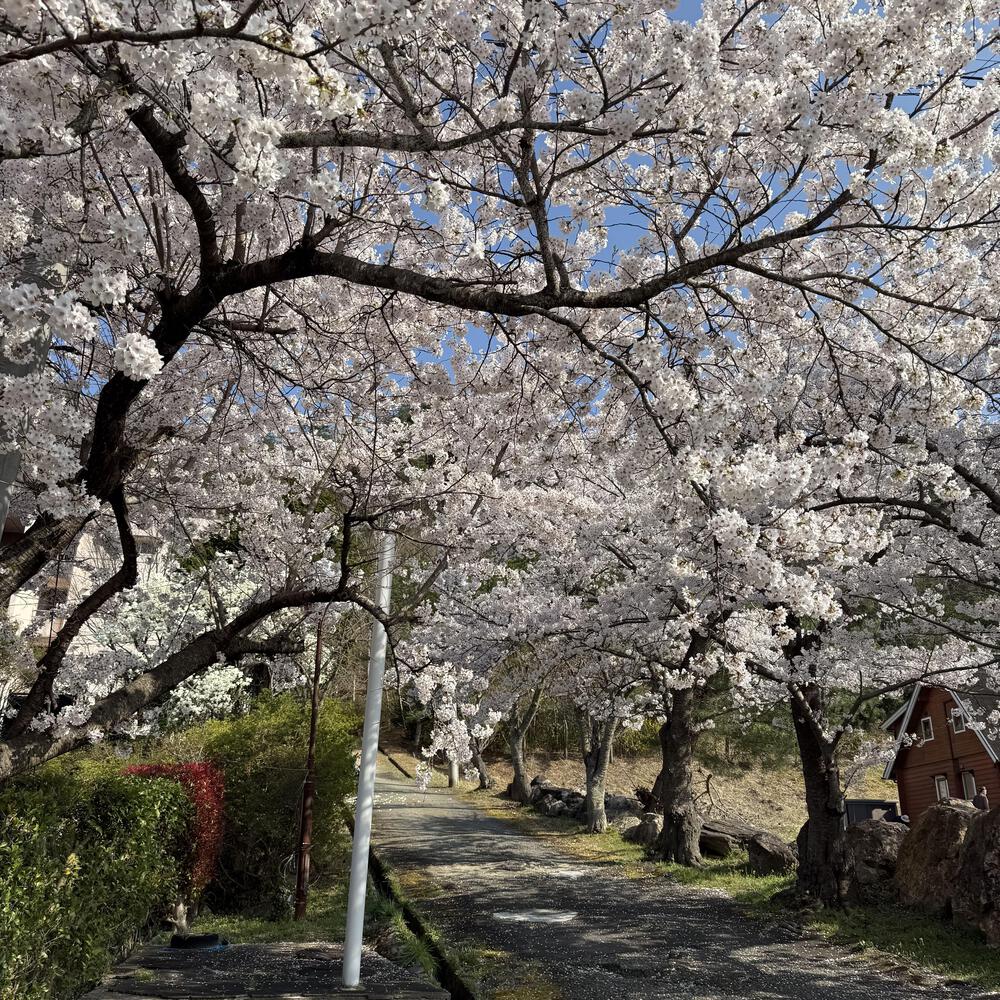 【福島駅西口発】お花見のんびり阿武隈川ジョグの写真30