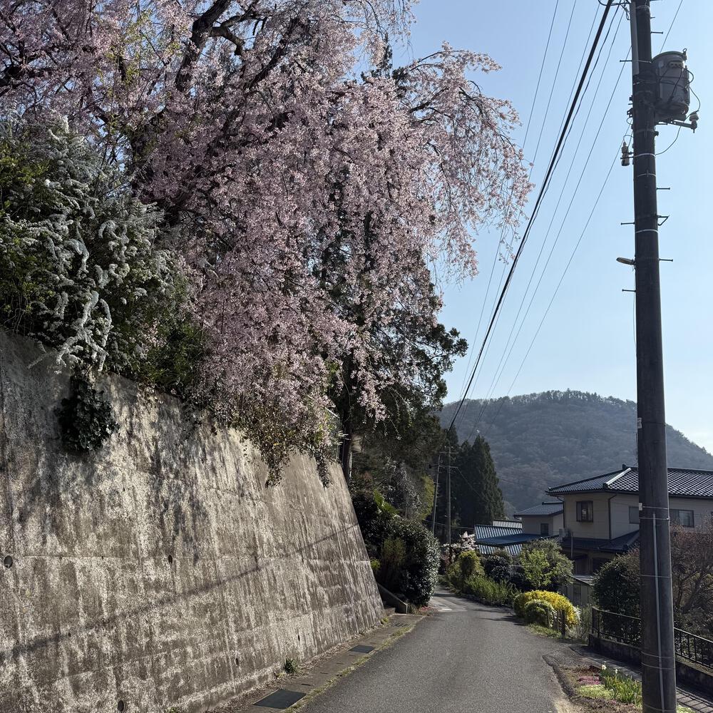【福島駅西口発】お花見のんびり阿武隈川ジョグの写真31