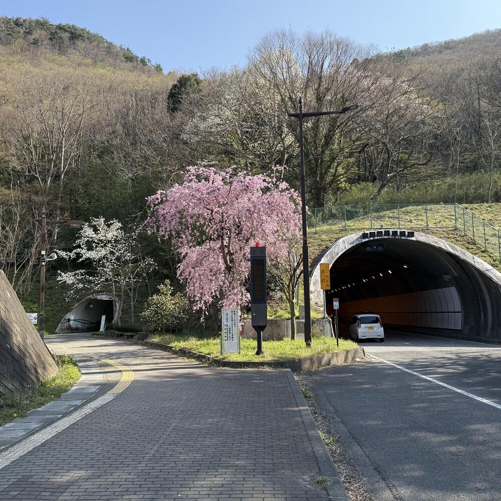 【福島駅西口発】お花見のんびり阿武隈川ジョグの写真33
