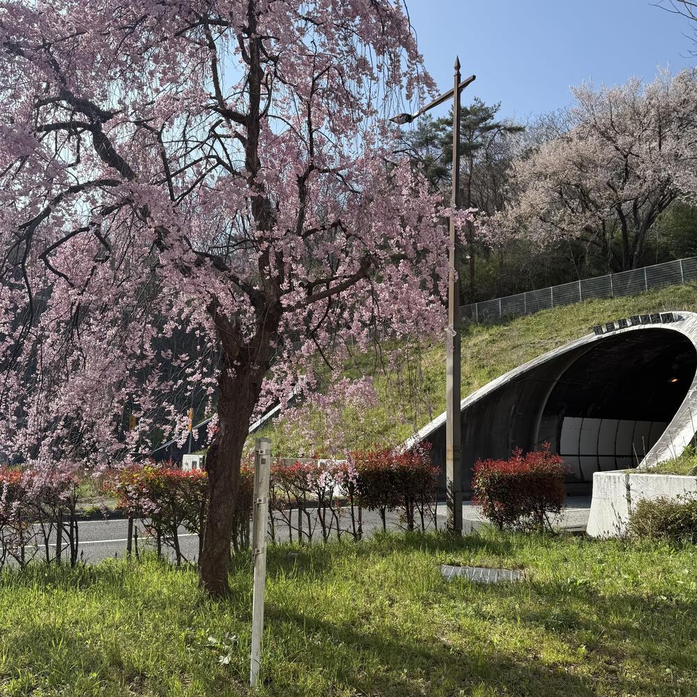 【福島駅西口発】お花見のんびり阿武隈川ジョグの写真36