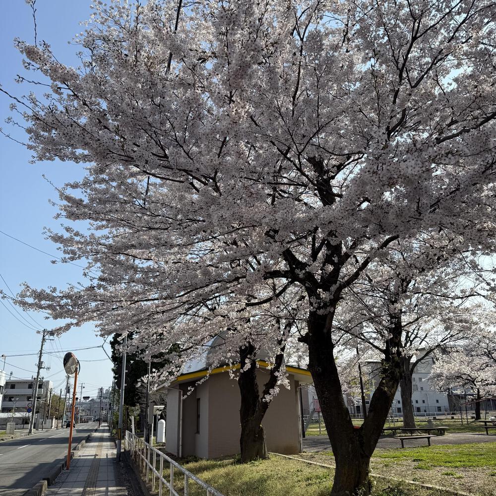 【福島駅西口発】お花見のんびり阿武隈川ジョグの写真37