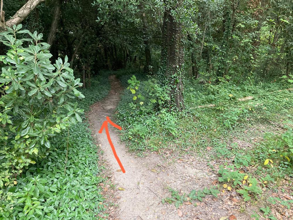 万博記念公園 トレイルコースの写真3