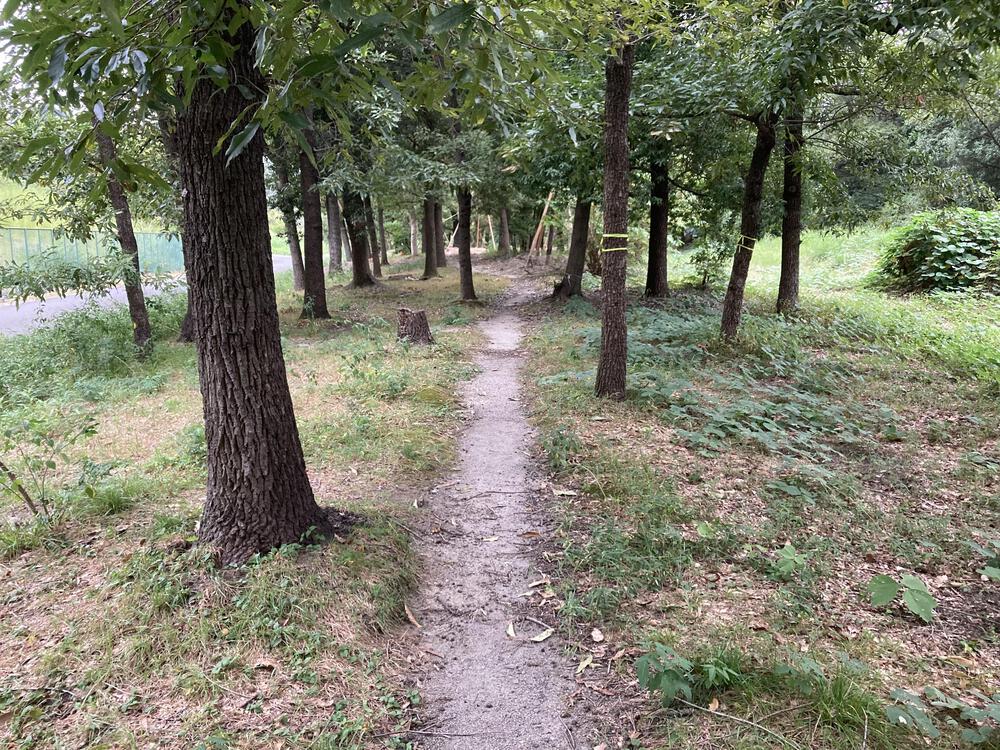 万博記念公園 トレイルコースの写真11